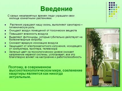 Комнатные растения на здоровье человека