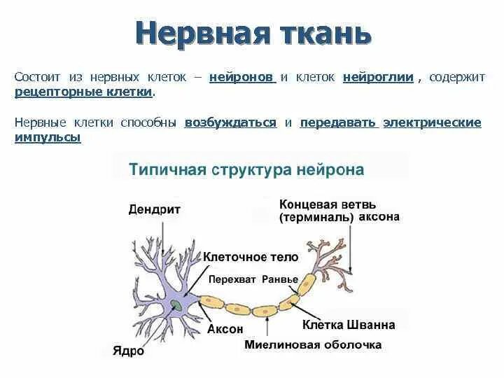 Какую функцию выполняет нервная ткань в организме. Какую функцию выполняет нервная ткань в организме