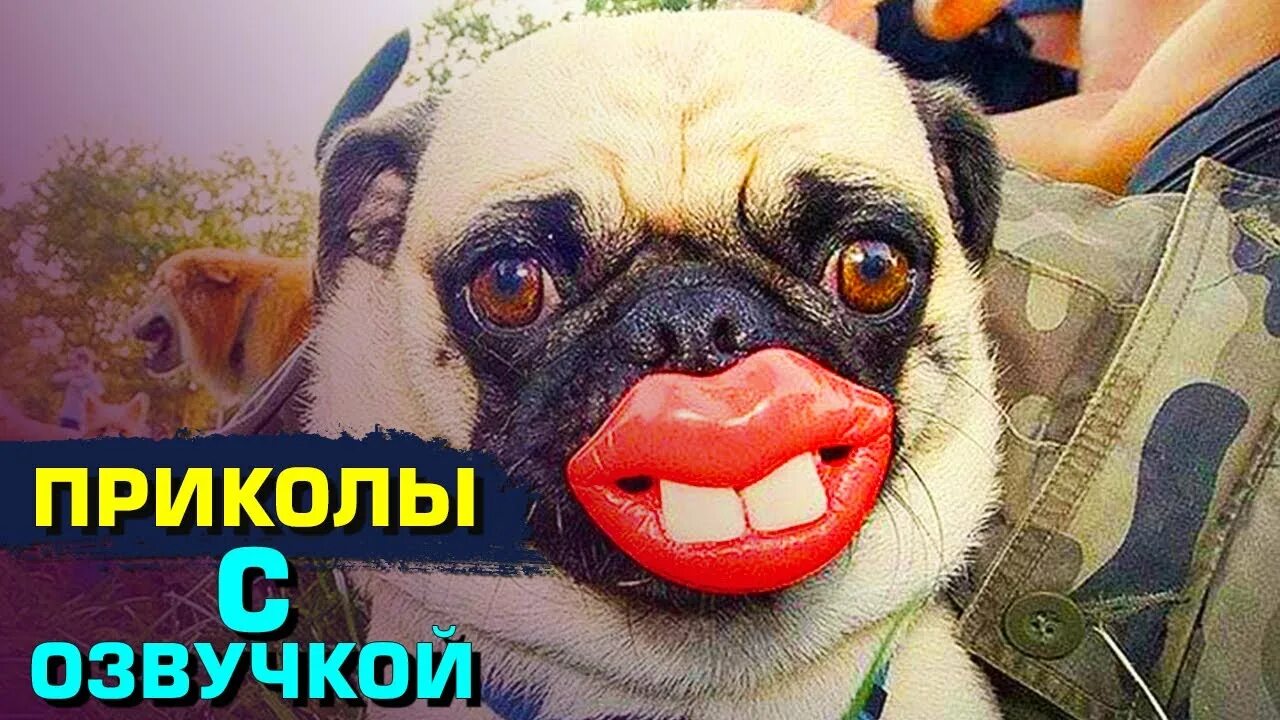 Включи приколы с озвучкой. Приколы с озвучкой. Смешные видео с озвучкой.