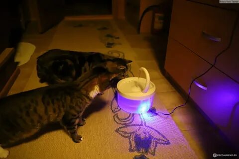 Как заставить кота пить