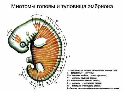 Развитие мышц