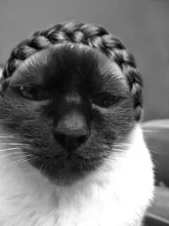 Кошки юле
