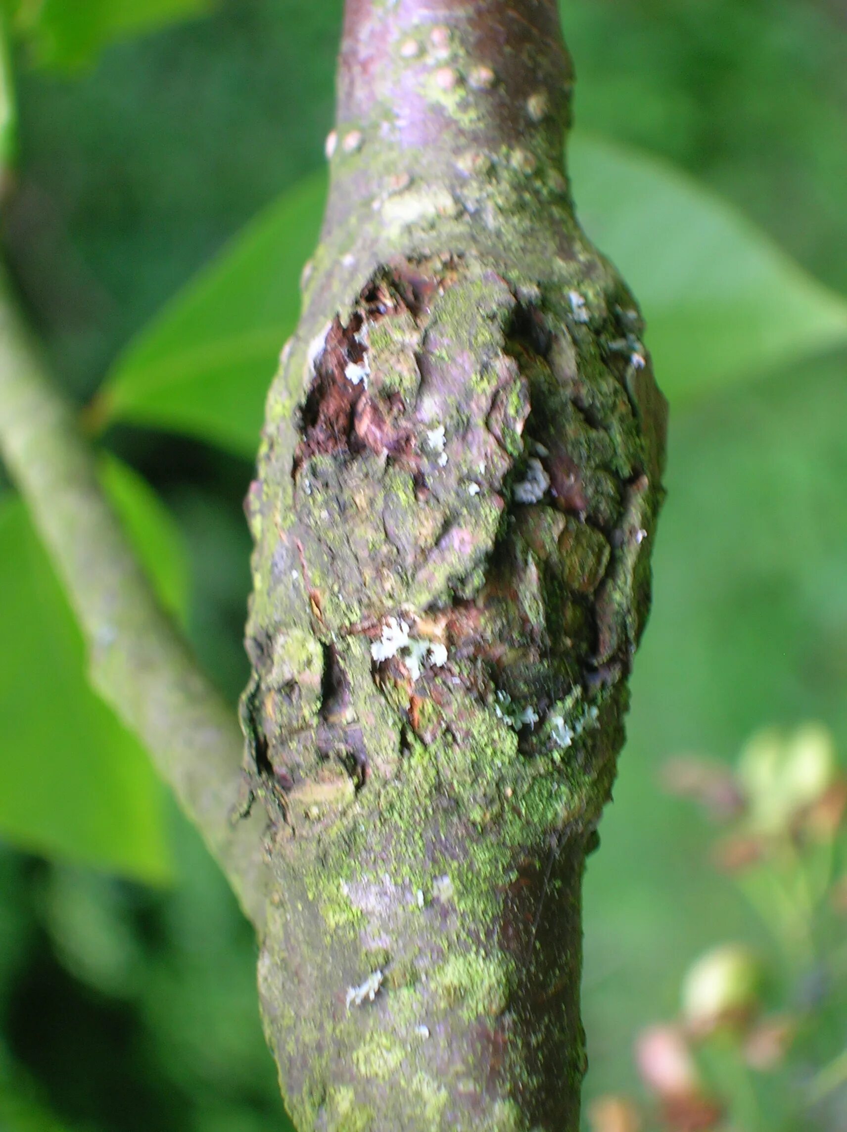 Тафрина сливовая. Тафрина черемухи. taphrina deformans. taphrina polyspora.