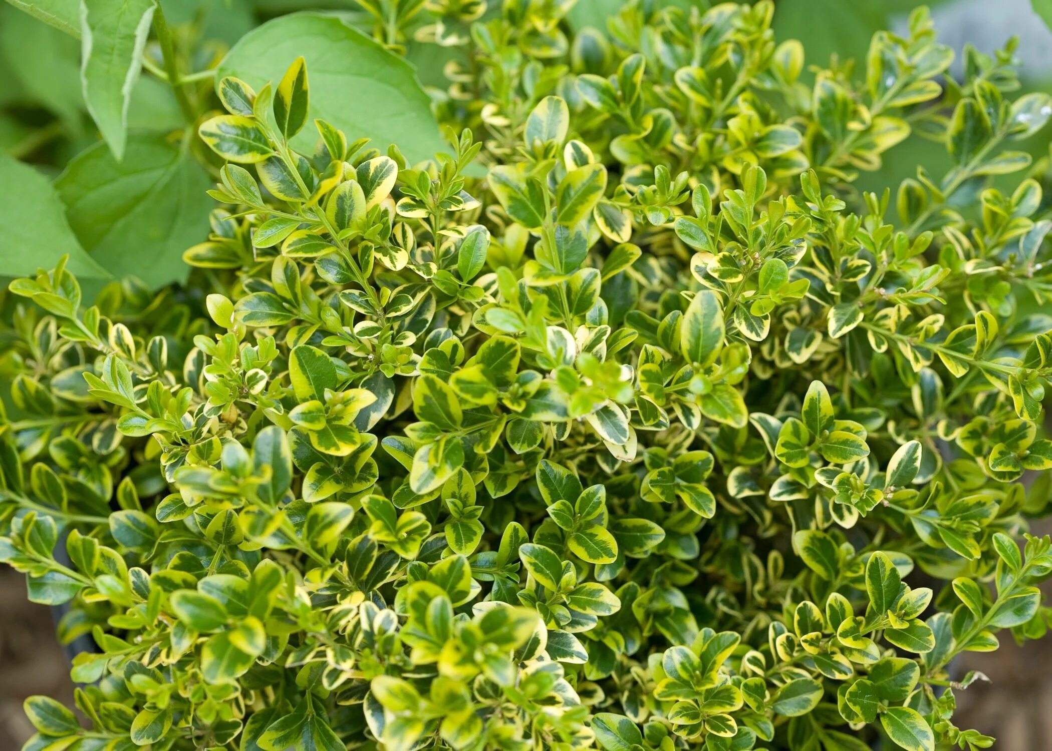 Самшит Буксус. Самшит Buxus microphylla. Самшит вечнозеленый (Búxus sempervírens). Буксус (самшит) куст.