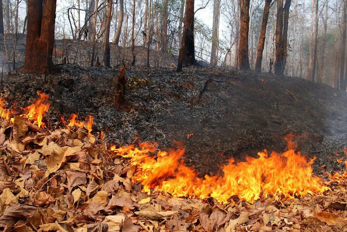 Кипит в лесу. Низовой Лесной пожар. Огонь на природе. Лес в огне. Сжигание листвы.