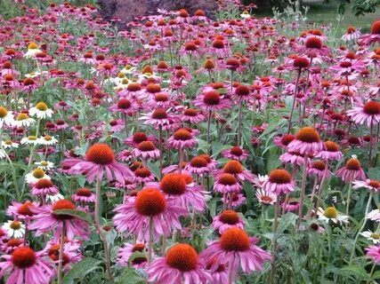 Эхинацея пурпурная echinacea purpurea