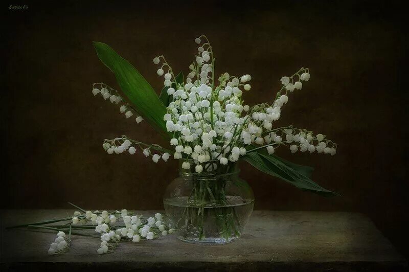 букетик ландышей. я подарю вам ландыши рингтон. фиалка ле ландыши. я подарю вам ландыши рингтон. фомкин ландыши.