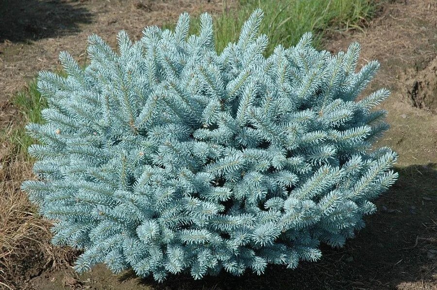 Глаука глобоза купить. Picea pungens 'glauca globosa'. Ель колючая голубая Глаука. Ель голубая Пицея пунгенс Глаука. Ель Глаука Глобоза подушковидная.