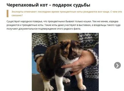 Почему бывают коты