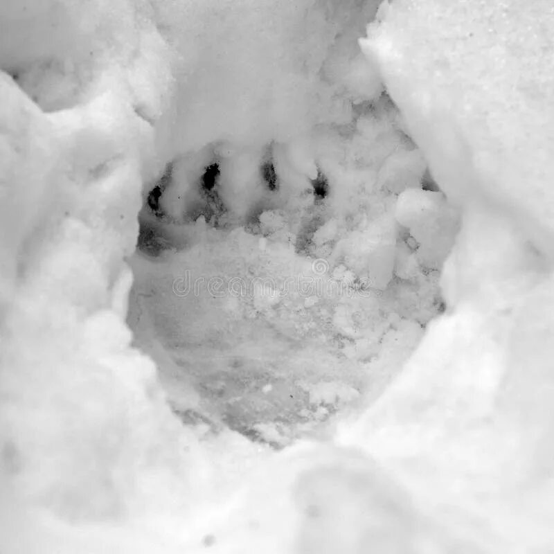 Bear track