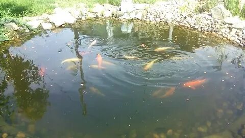 Развести карпа в пруду