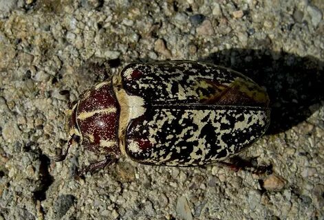 Мраморный хрущ polyphylla fullo