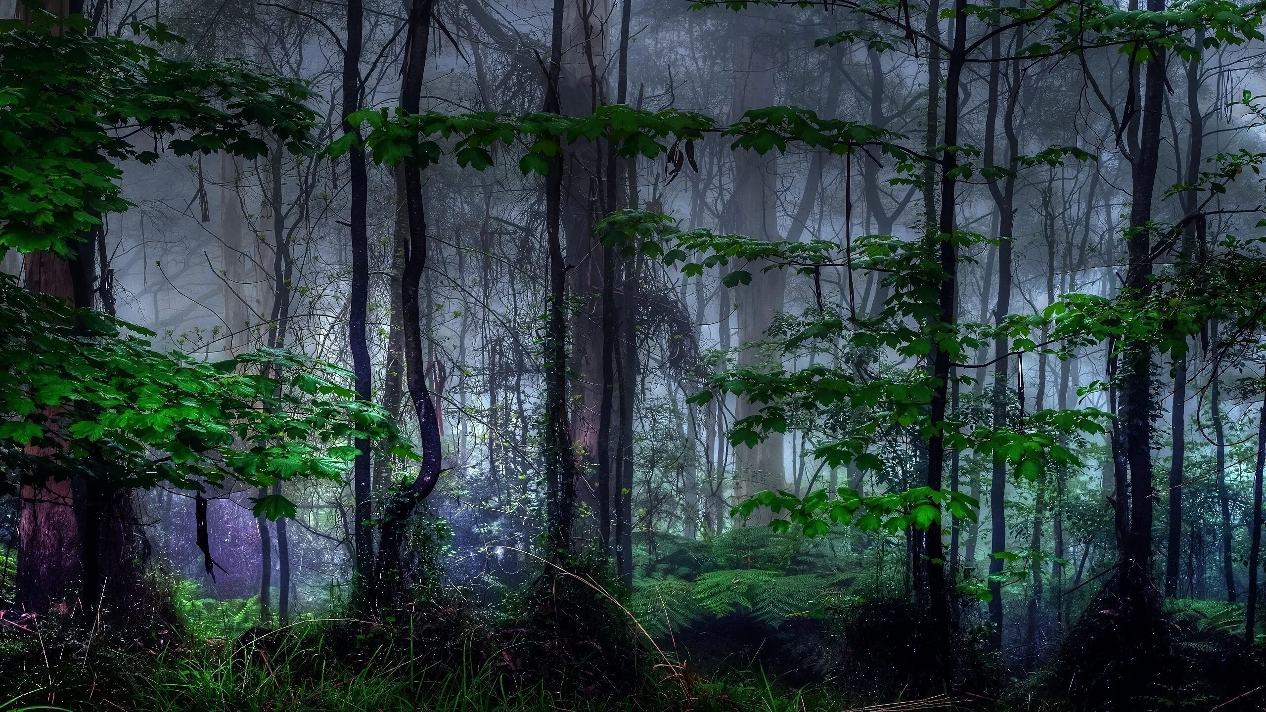 Невероятный лес. Страшный лес. Мрачный лес. Таинственные пейзажи. Темный лес.
