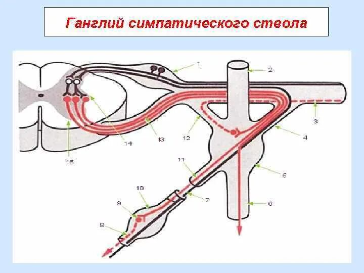 Нервные узлы и нервные стволы. Симпатические нервные узлы. Ганглии симпатического ствола. Ганглий симпатического нервного ствола гистология. Образование симпатического ствола.