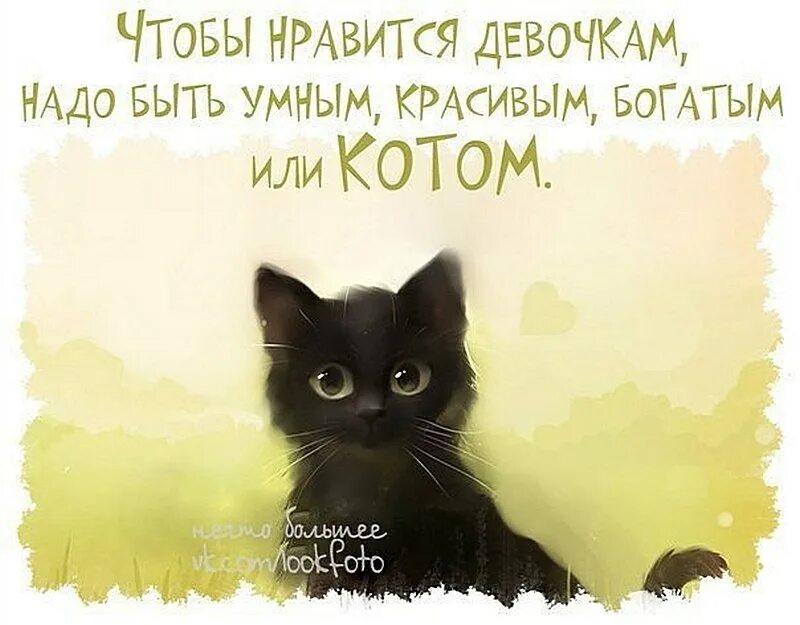 Я не хочу быть красивым богатым автоматом. Чтобы нравиться девушкам надо быть умным красивым богатым или котом. альбом для рисования с котиками. богатый кот. чтобы нравится девушкам нужно быть котом.