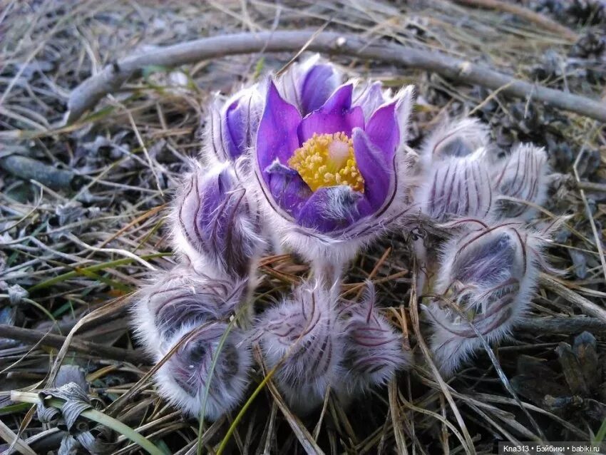 Про сон травы. Прострел - сон трава. прострел весенний сон-трава. прострел (pulsatilla). прострел раскрытый сон-трава.