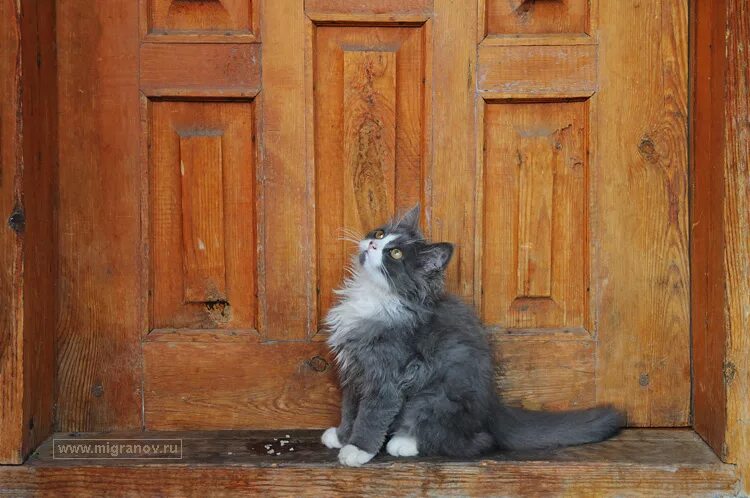 Я пришла скорей открывай дверь. Под дверью. Кот возле двери. Котенок у двери. Кот на пороге.