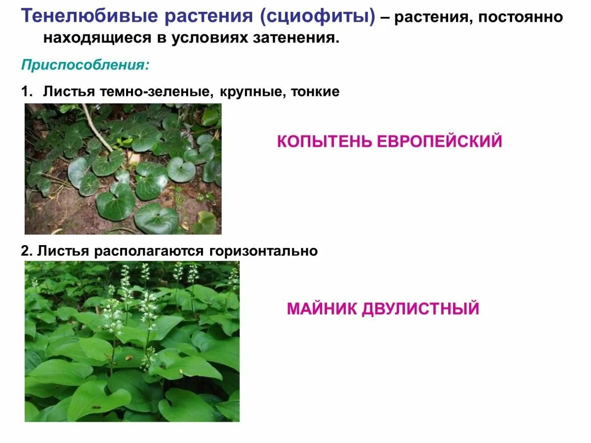 Приведи примеры растений не менее 3 Три примера организмов растения
