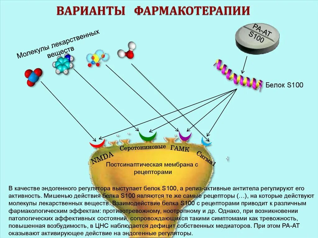 Белок s-100 функции. Взаимодействие медиатора с рецепторами. Белок s100 повышен. Функции белка s100.