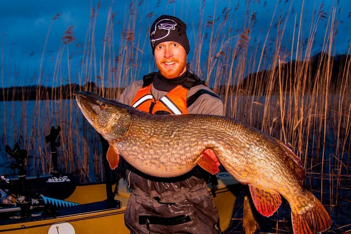 Щука 40 кг. Щука трофей. Northern pike рыба. Щука 140 кг. Озеро ильмень щука.