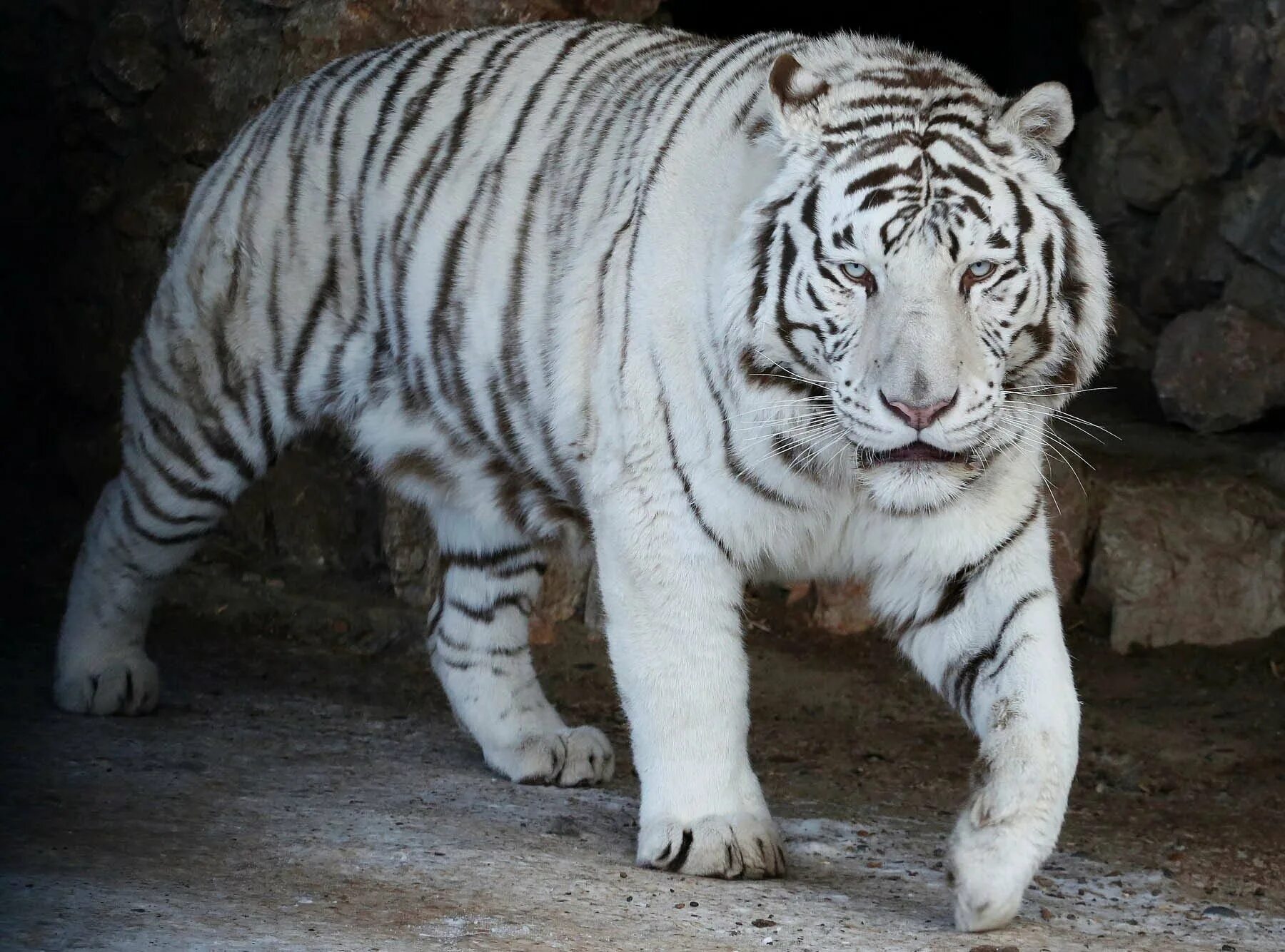 Какой тигр белый. Белый бенгальский тигр. Амурский тигр альбинос. Амурский тигр белый. Бенгальский Тигренок-альбинос..