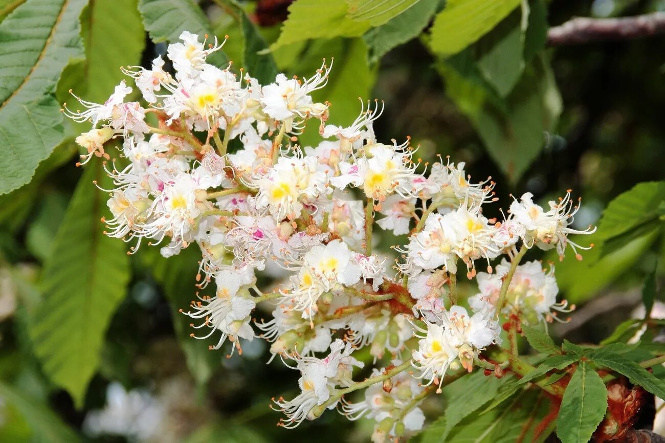 Цветущий конский каштан. Каштан обыкновенный Aesculus hippocastanum. Конский каштан мелкоцветковый. Каштан конский цветение. Каштановые цветы