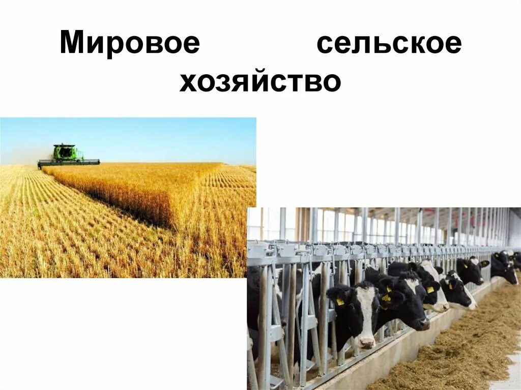 Сельское хозяйство экономически развитых странах. Особенности мирового сельского хозяйства. Особенности мирового сельского хозяйства. Типы сельского хозяйства. Типы сельского хозяйства.