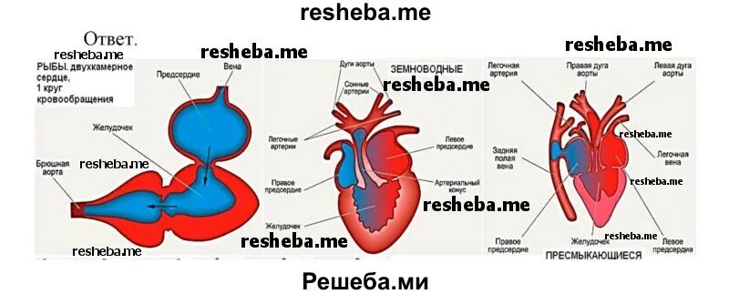 Экспериментатор решил изучить работу сердца амфибий. Сердце амфибий и рептилий. сердце рыб амфибий пресмыкающихся. создайте модели строения сердца рыб амфибий рептилий средствами. сердце рыб однокамерное двухкамерное.