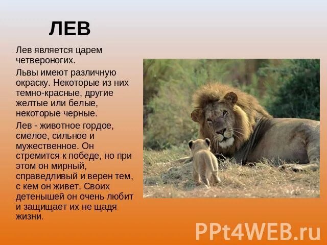 Опишите льва какой он. Лев описание животного. Описание Льва. Описать Льва. Проект про Льва.