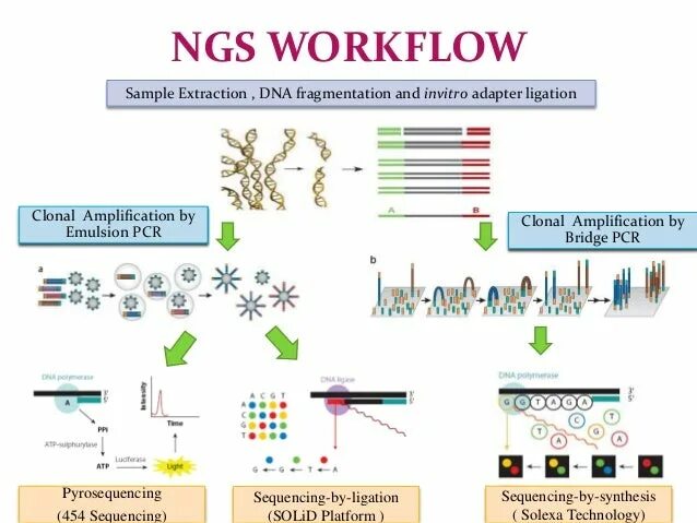 Что такое секвенирование днк. Полногеномное секвенирование illumina. next-generation sequencing секвенирование следующего поколения. секвенирование illumina принцип метода. ngs (next generation sequencing).