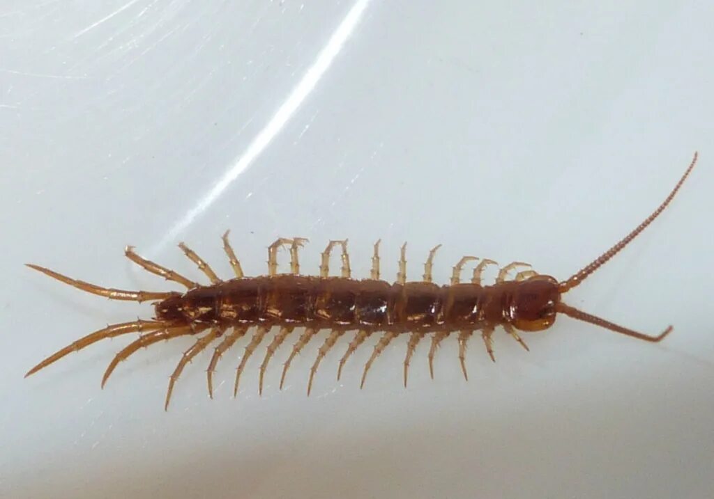 Костянка Lithobius forficatus. Костянка обыкновенная многоножка. Многоножка Millipede красная. Многоножка геофил.