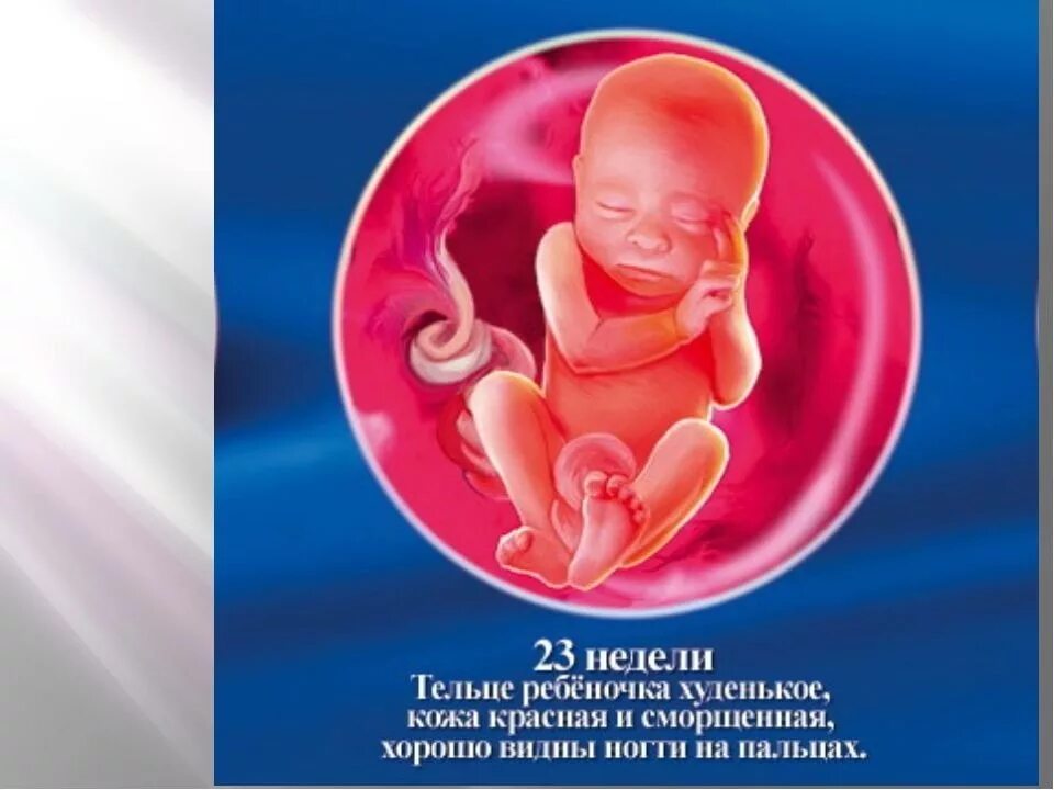 23 недели размер. 23 недели размер