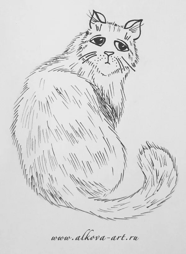 Как нарисовать пушистую кошку