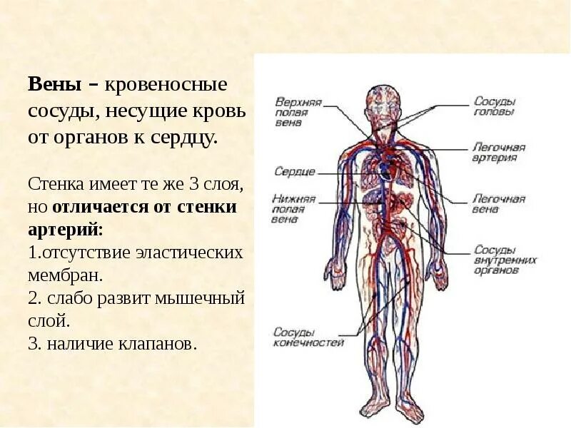 Как называется сердце и кровеносные сосуды. Кровеносная система артерии и вены. кровеносная система сосуды артерии вены. кровеносные сосуды несущие кровь от сердца к органам. кровеносная система человека вена артерии.