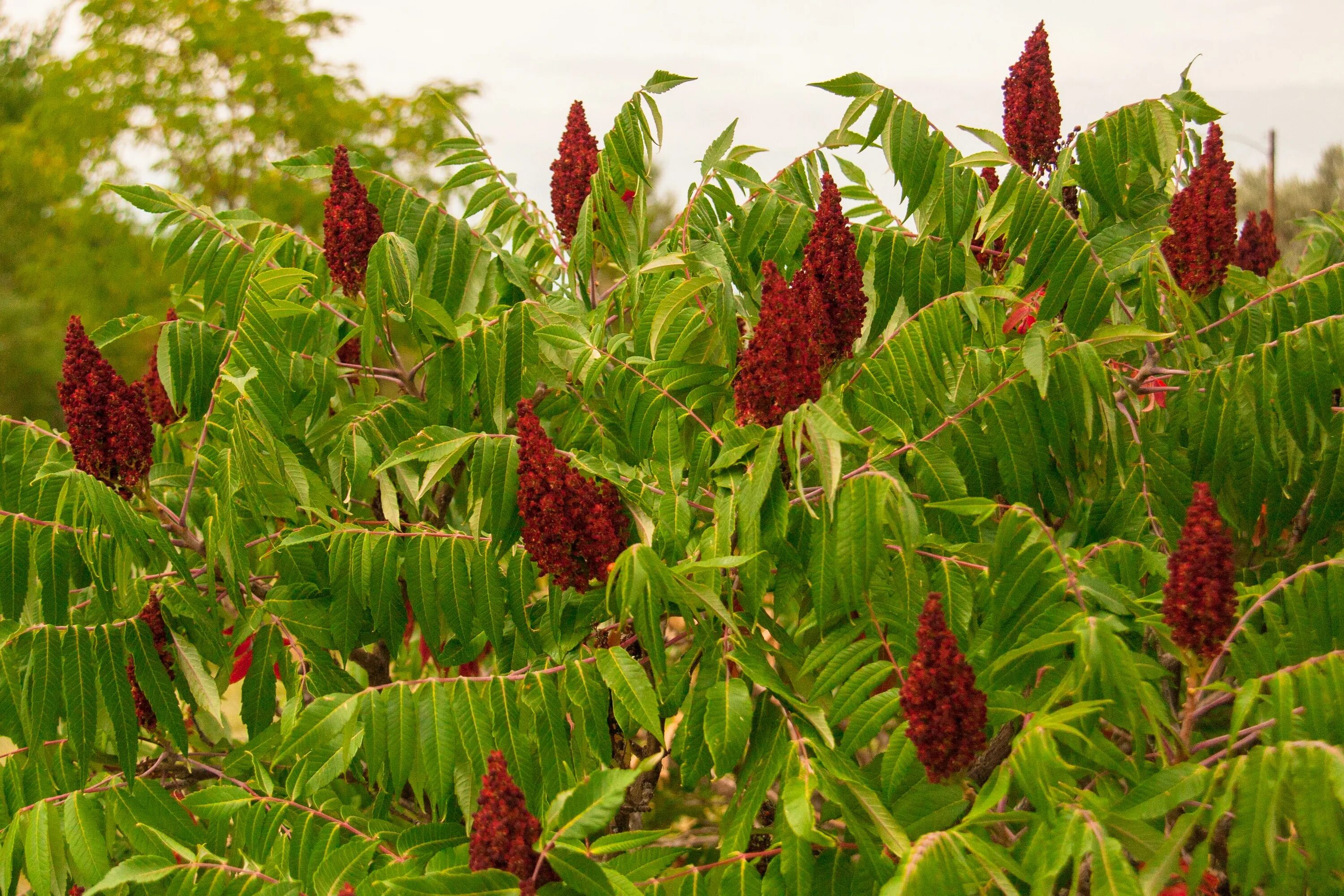 Сумах оленерогий уксусное дерево. Сумах дубильный (Rhus coriaria. Сумах пушистый оленерогий. Сумах копьевидный.