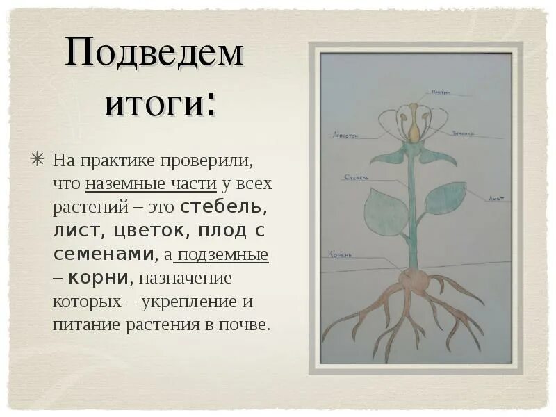 Что общего у всех растений. Наземные части растения. что общего у разных растений презентация. окружающии мир 1 класс &quot;что общего у разных растений?&quot;.