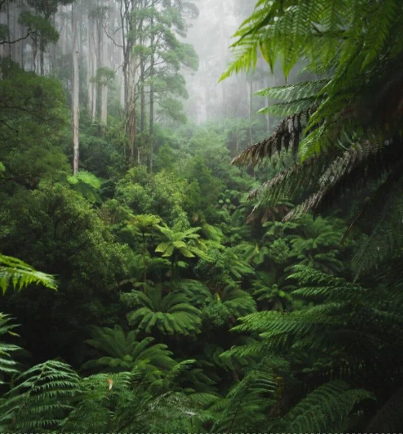Тайга джунгли Сельва. Тропический лес. Густой тропический лес. Густые тропические леса.
