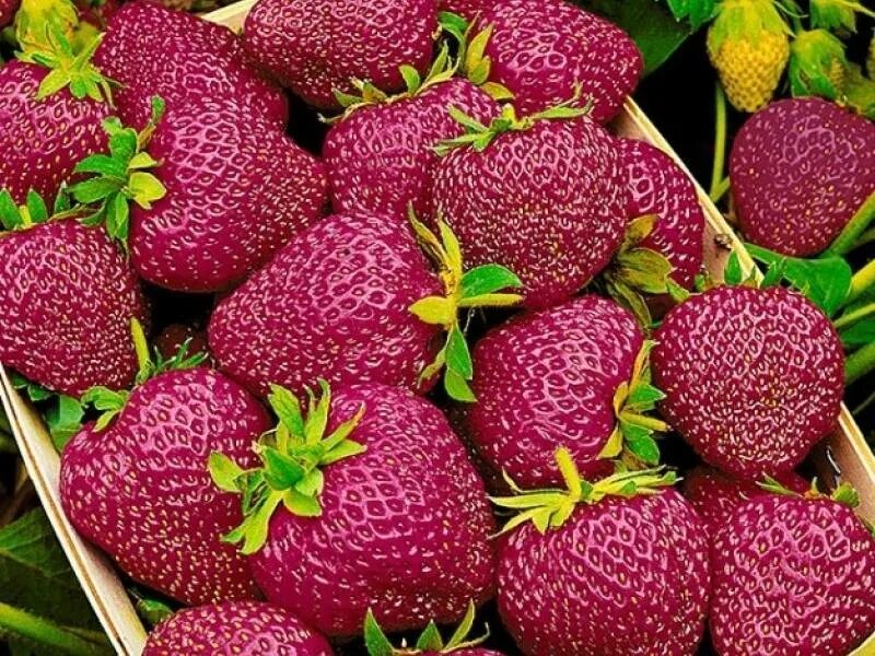 Сорт клубники бордового цвета. Земляника (крупноплодная) черри берри. земляника садовая черри берри (ханза). сорт клубники диамант. ремонтантная клубника черный принц.
