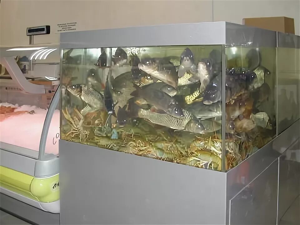 Живая рыба в аквариуме. Живая рыба в магазине. Содержание живой рыбы. Температура воды для аквариумных рыб. Содержание живой рыбы.