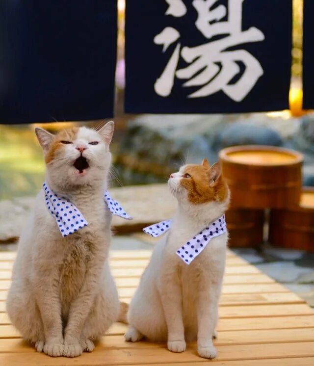 Японские коты. Коты в Японии. Японские котята. Котенок Япония. These your cats