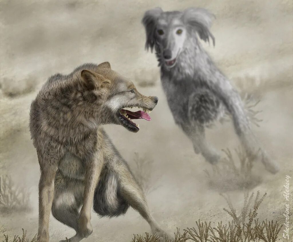 тигр загнанный в угол. логово волка. животное загнанное в угол. загнанный в угол. волк на обрыве.