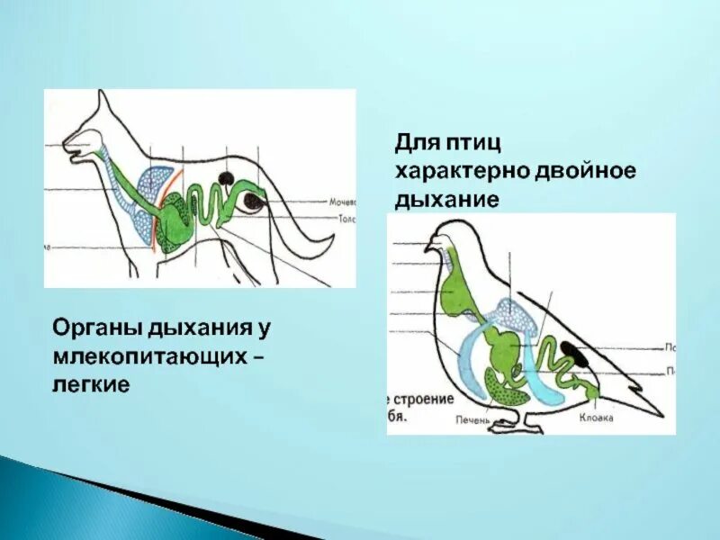 Дыхательная система птиц млекопитающих