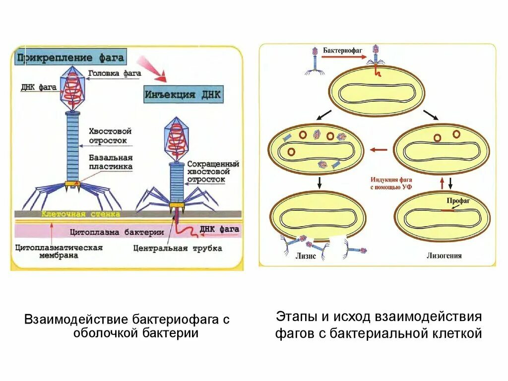 Последовательность стадий размножения днк содержащих вирусов