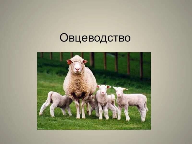 Химизация в сельском хозяйстве и животноводстве. Животноводство слайд. География животноводства мира. Доклад на тему животноводство. Животноводство в кемеровской области.