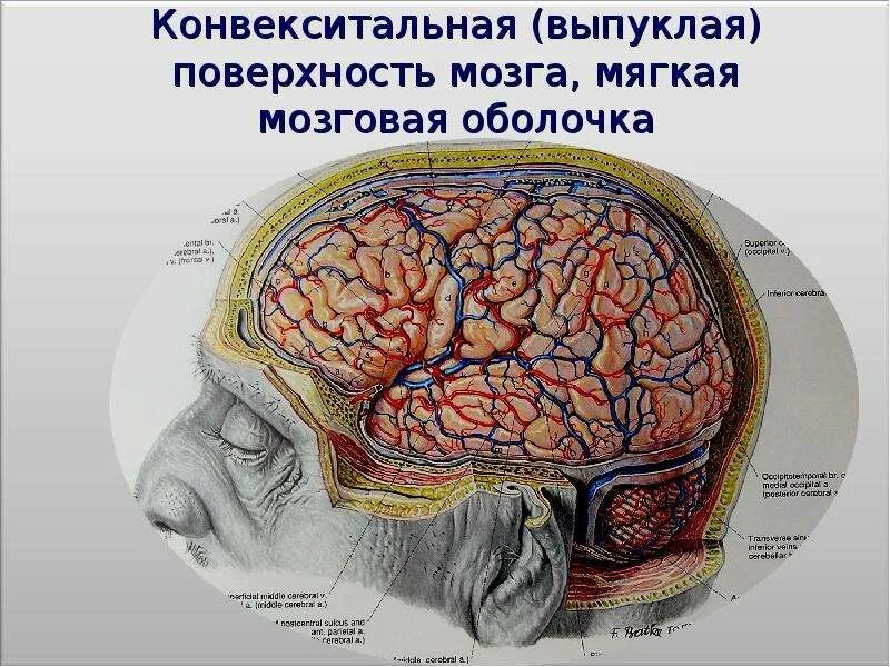 2 поверхности головного мозга. Конвекситальные отделы лобных долей мозга это. Что такое конвекситальные борозды головного мозга-.