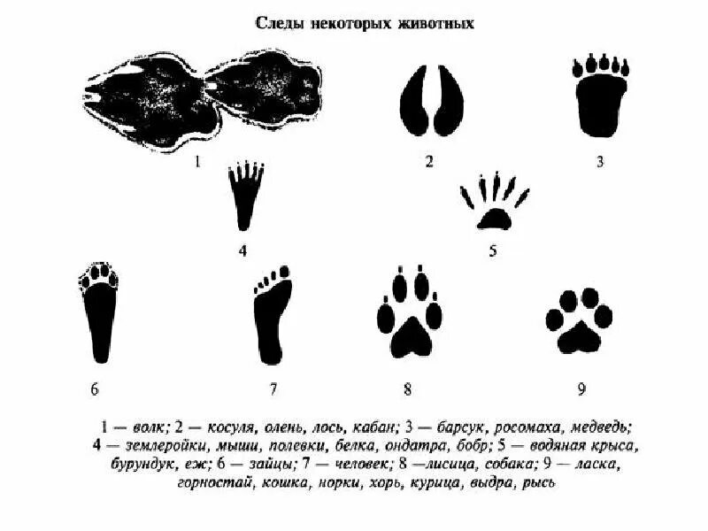 Следу задание. Следы диких животных Подмосковья. Следы животных средней полосы. Следы диких животных с подписями. Следы волка зайца медведя лисы.