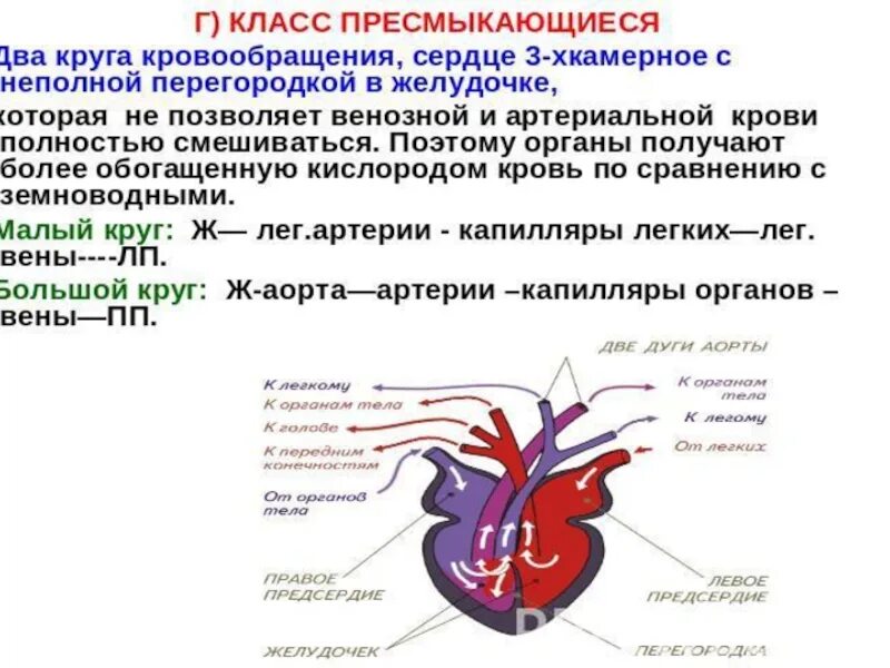 Большой круг кровообращения рептилий. Сердце пресмыкающихся круги кровообращения. Трёхкамерное с неполной перегородкой в желудочке. Строение сердца рептилий. Строение сердца пресмыкающихся.