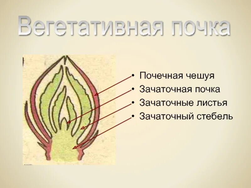 Рассмотрите изображение генеративной почки и выполните задания. Зачаточный лист у вегетативной почки. Строение почки в разрезе растения. Вегетативная почка в разрезрезе. Вегетативная почка в разрезе.