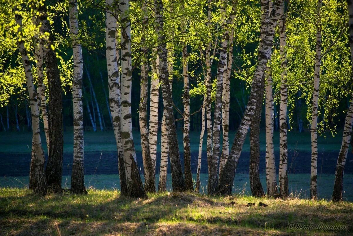 Алтайская березка. Березовая роща Томск. Березовая роща Горно Алтайск. Березовые Рощи на Алтае. Вологодская Березовая роща.