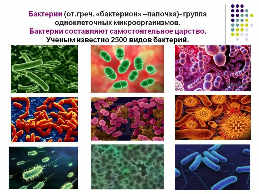 Бактерии примеры названия. Какие есть типы бактерий. Разновидности форм бактерий. Бактерии названия 2 класс.